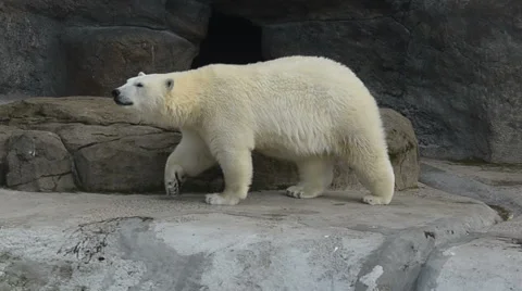 Polar bear is going to his cave Stock Footage 64951307