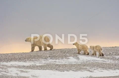 A Polar Bear Group In The Wild At Sunset. An Adult And Two Cubs.