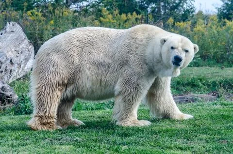 Polar bear with grumpy face Stock Photos