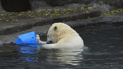 Polar bear having fun Stock Footage 78192655