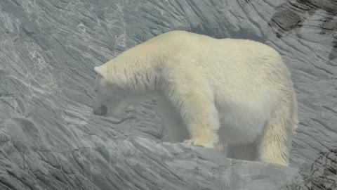 Polar bear. HD background video clip. Backdrop HD footage. Stock Footage 207805667