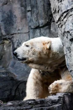 Polar bear head Foto stock