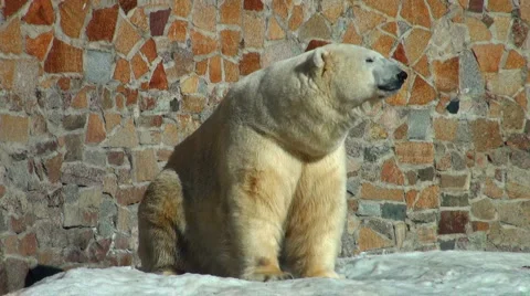 Polar bear is heated on the sun Stock Footage 1443521