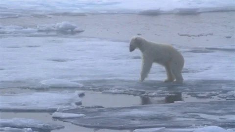 Polar bear hesitating to cross thin sea ice, Arctic Ocean, Svalbard Stock Footage 127969103