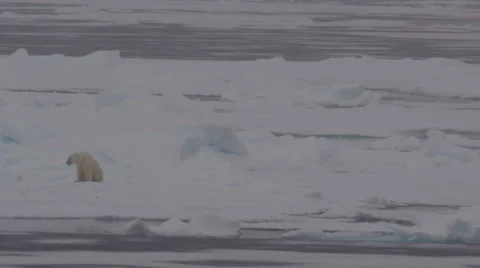 Polar Bear On Ice Flow in Arctic 02 with Ivory Gull Stock Footage 46869413