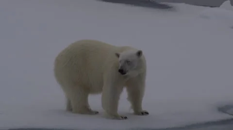Polar Bear on Ice Flow in Arctic 14 - Close Stock Footage 47573392