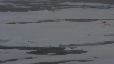 Polar Bear On Ice Flow in Arctic 06 Video stock 47634376