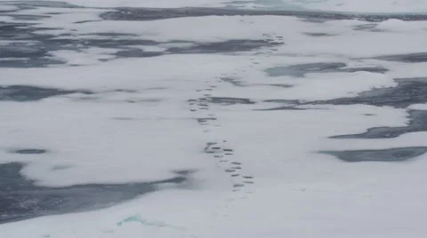 Polar Bear On Ice Flow in Arctic 04 Video stock 47642186
