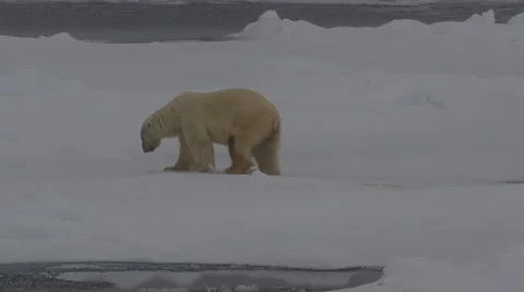 Polar Bear On Ice Flow in Arctic 03 Stock Footage 47649765