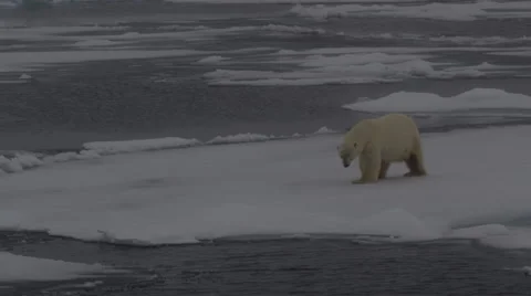 Polar Bear On Ice Flow in Arctic 16 Stock Footage 48252787