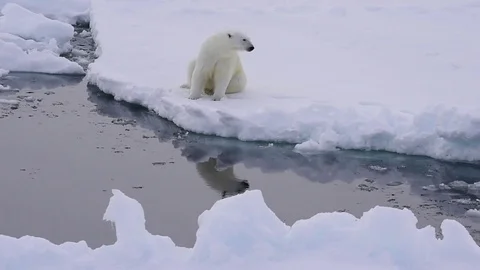 Polar bear on the ice Stock Footage 79658707