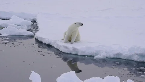 Polar bear on the ice Stock Footage 79658764