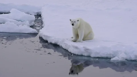 Polar bear on the ice Stock Footage 79659292