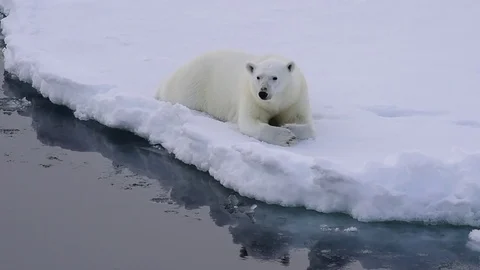 Polar bear on the ice 動画素材 79660336