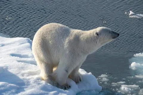 Polar bear on the ice. Stock Photos