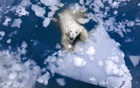 Polar bear in the ice Stock-Fotos