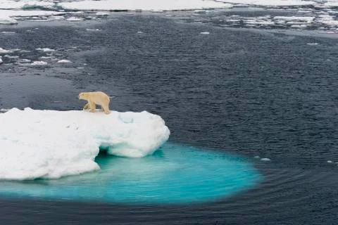 Polar bear on iceberg Stock Photos
