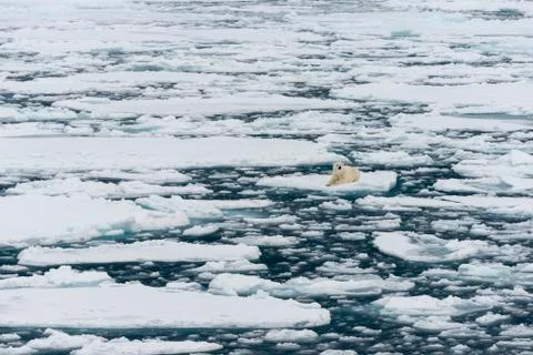 Polar bear on iceberg Stock Photos