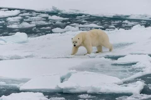 Polar bear on iceberg Stock Photos