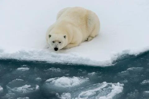 Polar bear on iceberg Foto stock