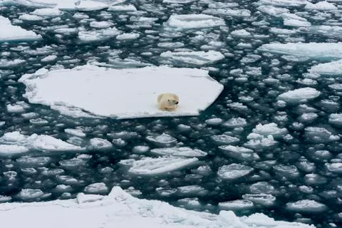 Polar bear on iceberg Stock-Fotos