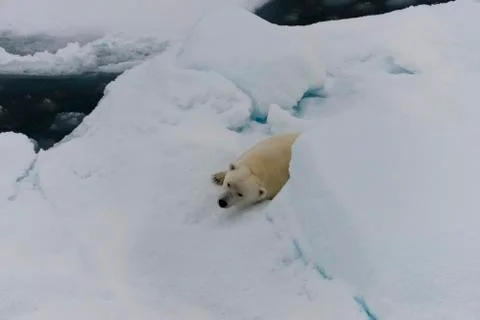 Polar bear on iceberg Stock Photos