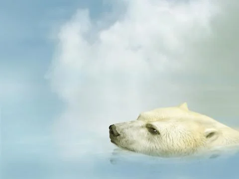 Polar bear Stock Illustration
