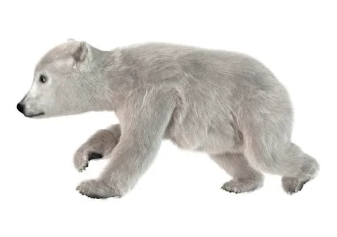 Polar Bear Stock Illustration