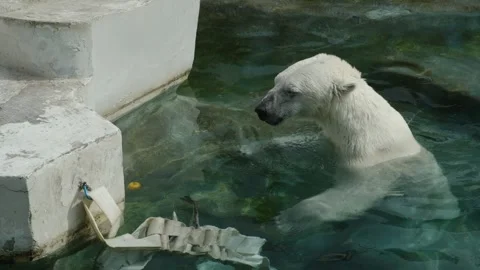 Polar bear interacts with floating object in clear water, showcasing playful Stock Footage 340586081