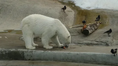 Polar bear interacts with food while crows gather around in a snowy habitat Stock Footage 340585660