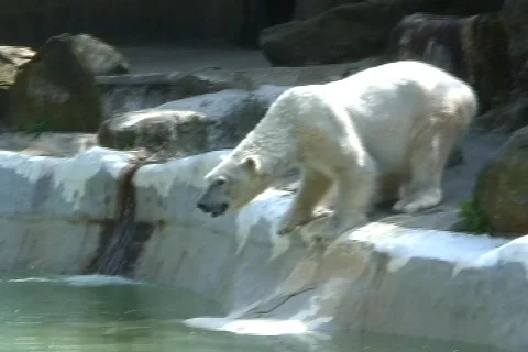 Polar bear jumping 1 Stock Footage