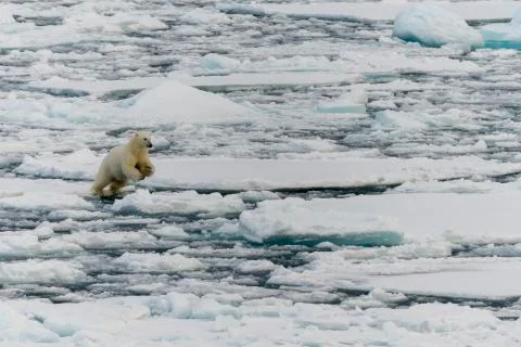 Polar bear jumping Stock Photos