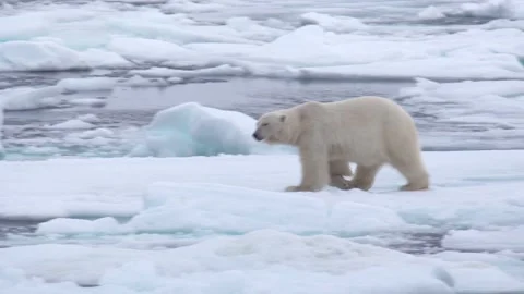 A polar bear jumps from an ice surface to the other Video stock 135233543
