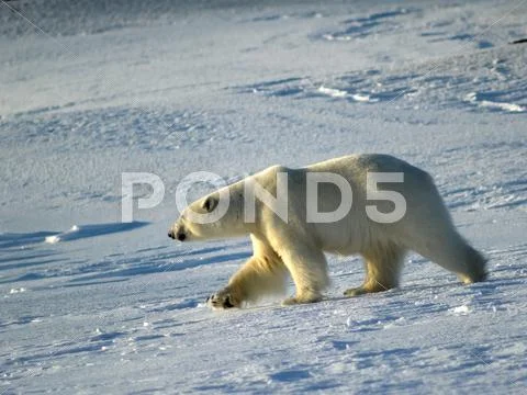 Polar Bear - King of the Arctic Stock Photos
