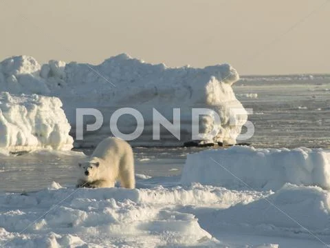 Polar Bear - King of the Arctic Stock Photos