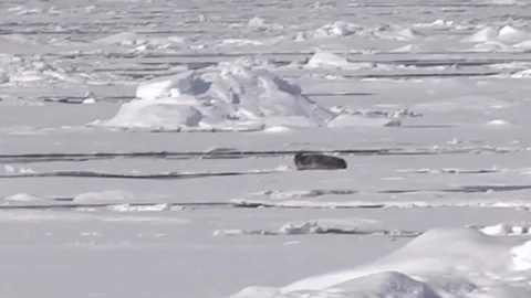 Polar bear launches surprise attack on seal Stock Footage 106300552