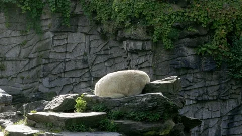 The polar bear lay down to rest on the rocks in the early morning. Stock Footage 163363179