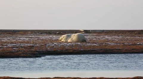 Polar Bear laying in dirt Stock Footage 46971134