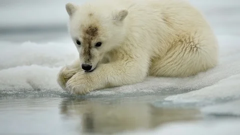  Polar bear licking himself on ice in the sea at Spitsbergen Norway Stock Footage 116163062