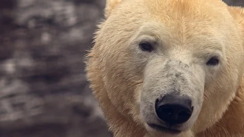 Polar bear looking around (close-up) Vidéo 73794777