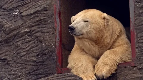 Polar bear looking around Video stock 73794798