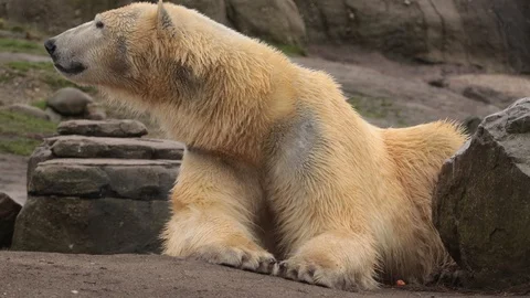 Polar bear looking around Stock Footage 102358011