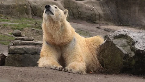 Polar bear looking around Stock Footage 102524537
