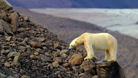 Polar bear looking around while standing on rocky arctic mountain slope Stock Footage 343695676