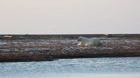 Polar Bear looks at camera Stock Footage 46971337