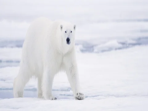 Polar Bear looks at camera while walking Stock Footage 70815227