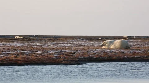 Polar Bear looks up then down Stock Footage 46971111