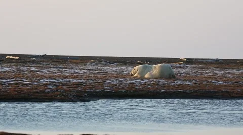 Polar Bear Lounging Stock Footage 46971198