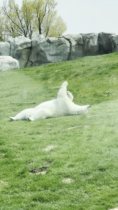 Polar Bear Lounging on the Grass Stock Footage 309892187