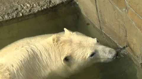 Polar Bear lowers his head under the water Stock Footage 51047829